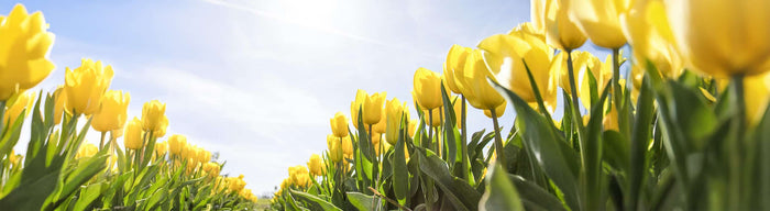 Start in den Frühling - jetzt mit vollem Elan zum Wunschgewicht