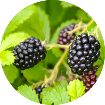 Beeren Brombeere