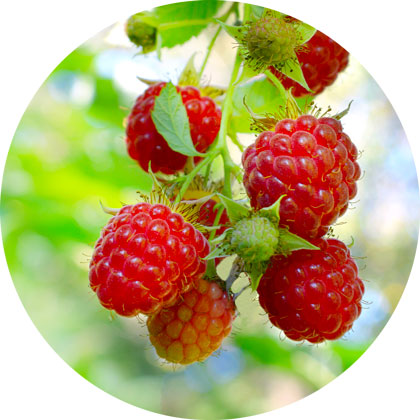 Beeren Himbeere