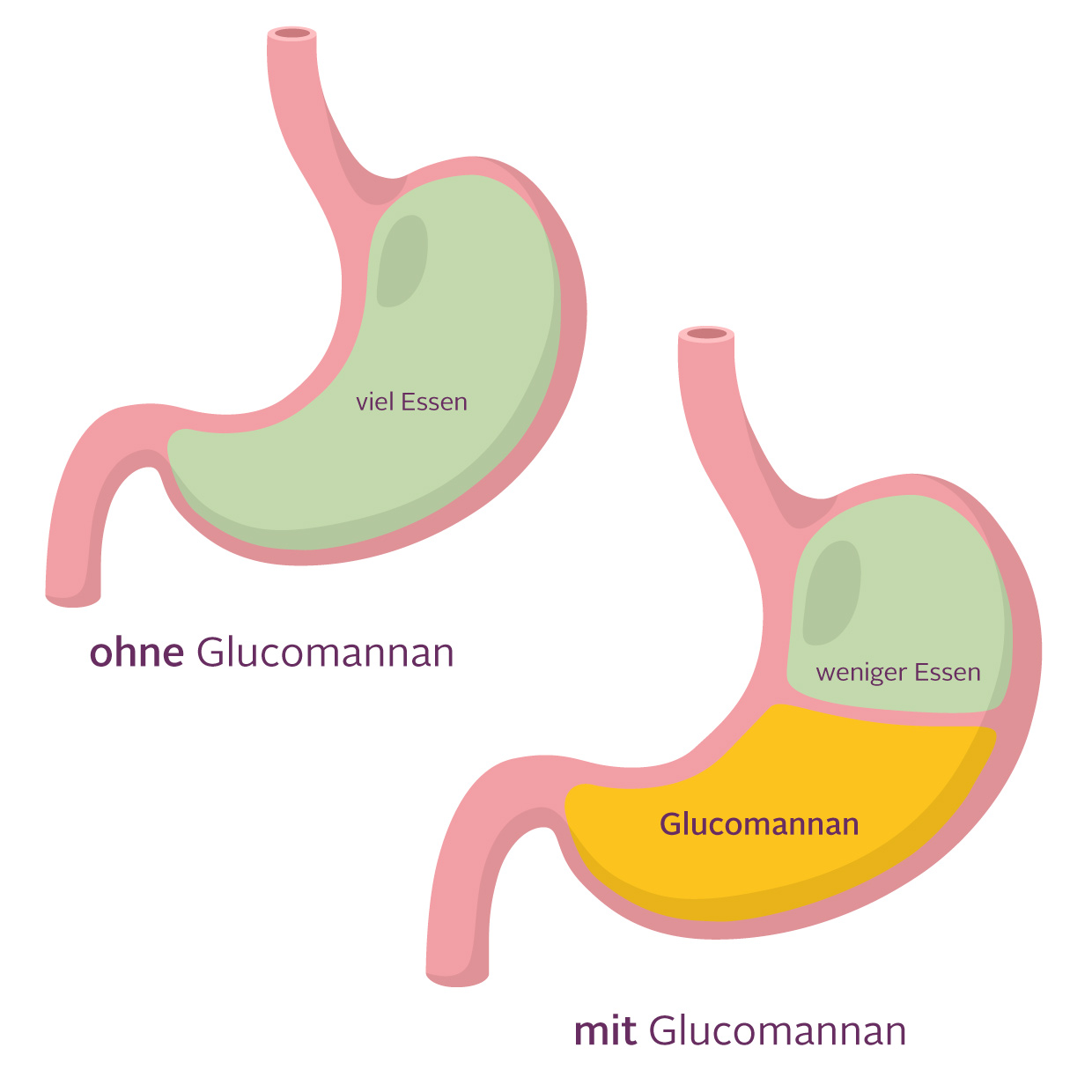 Magen-Glucomannan Illu -