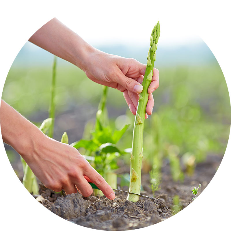 Spargel AdobeStock Spargel AdobeStock