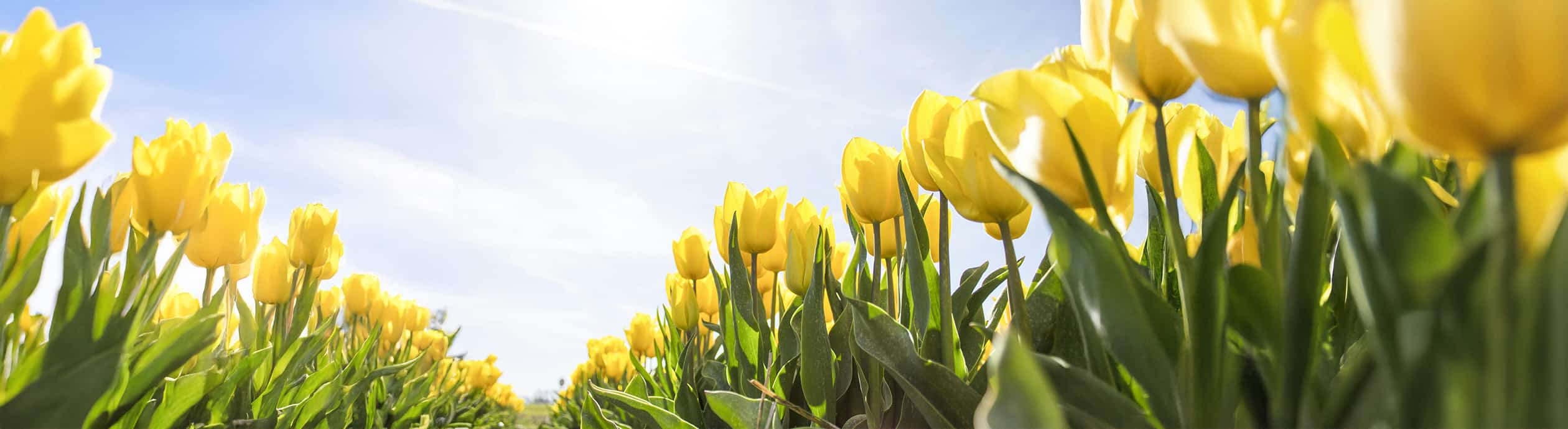 Start in den Frühling Header Desktop
